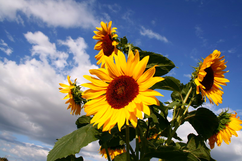 nil